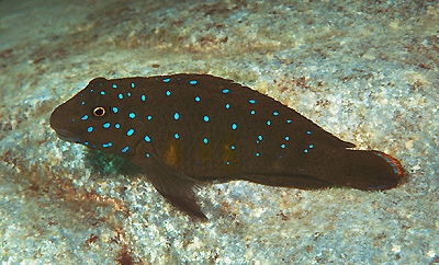 Eretmodus cyanostictus 'Chimba'